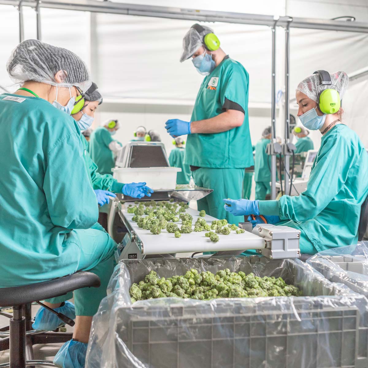 Cannabis trim room with workers wearing hair nets, gloves, and scrubs.